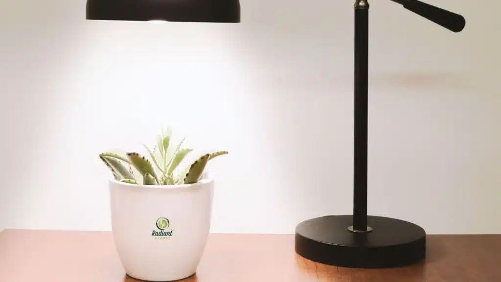 UV lamp for plants