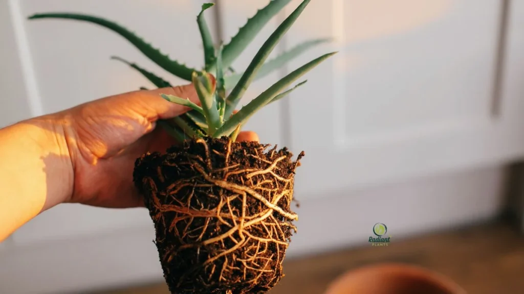 Repotting an Aloe Plant Step-by-Step