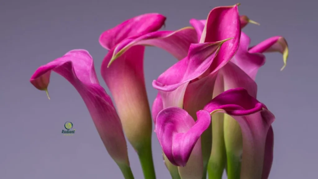 Purple Calla Lily Plant in Bloom