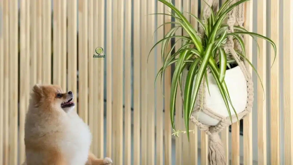 Are Spider Plants Poisonous to Dogs?