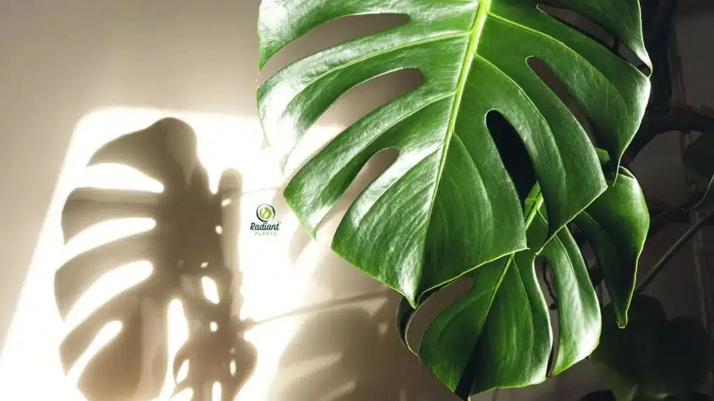 Authenticating Monstera Deliciosa Variegated Plant