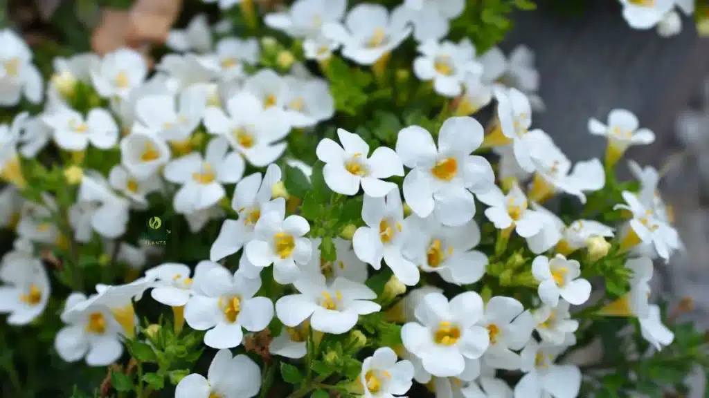 Bacopa