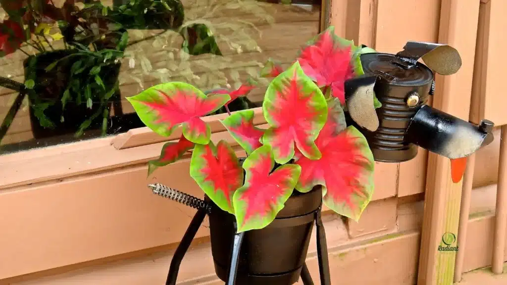 Caladium