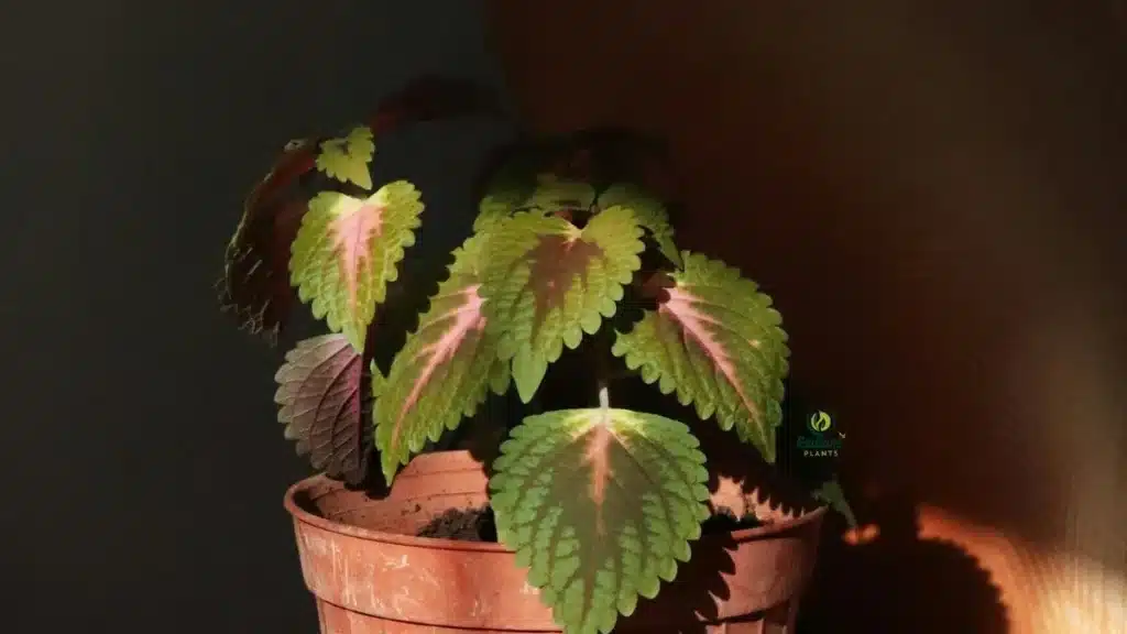 Coleus