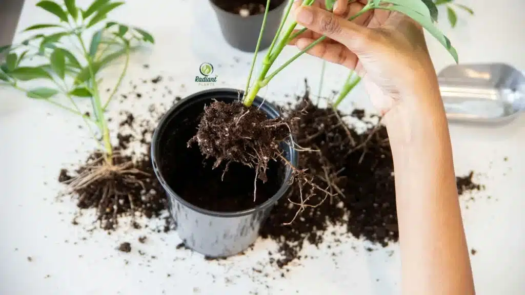 Fresh Soil and Better Growth: Repotting Tips