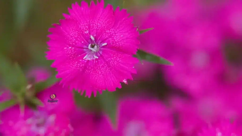 Fuchsia 1