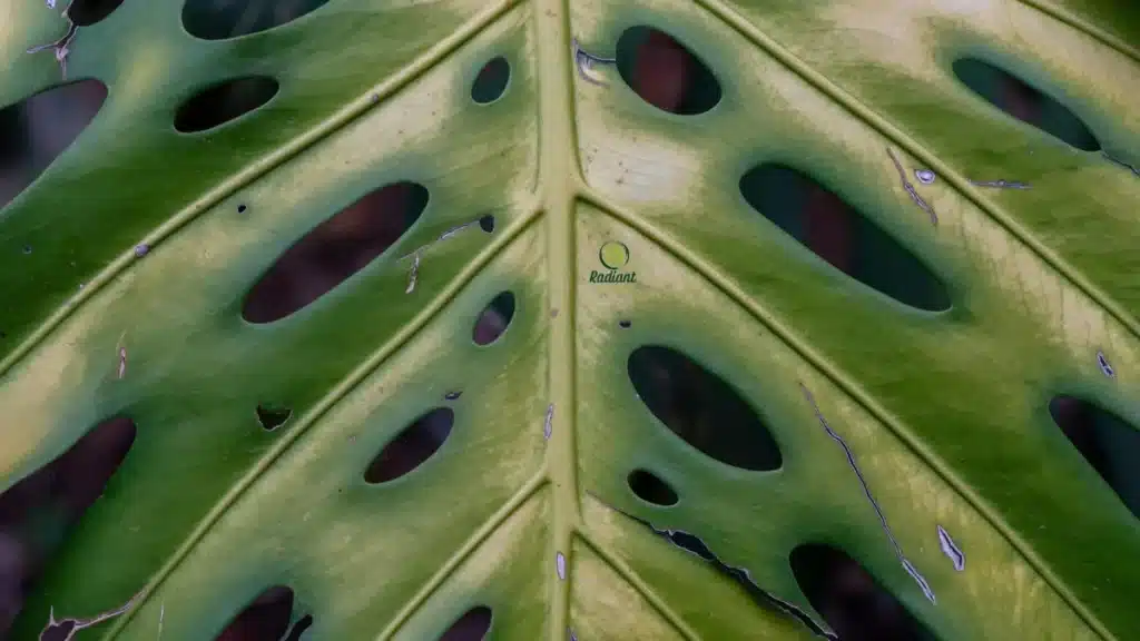 Healthy Variegated Monstera Deliciosa Foliage