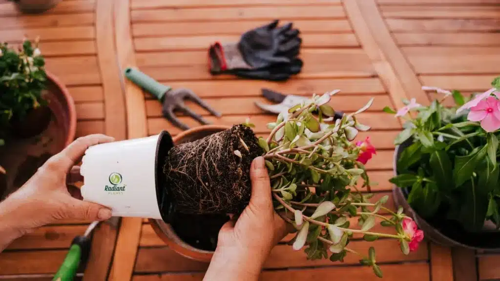 How to Repot Plants Step-by-Step