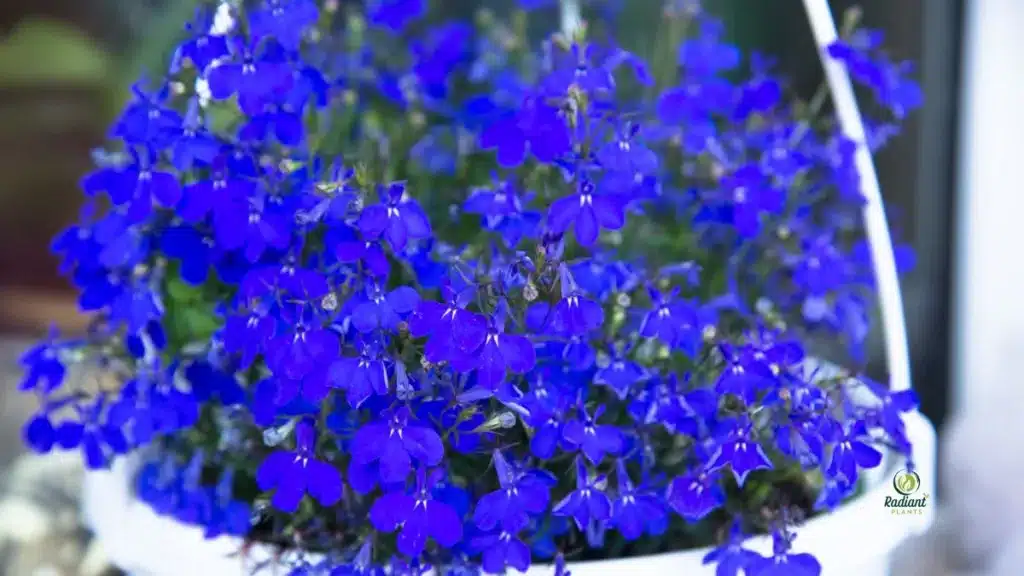 Lobelia