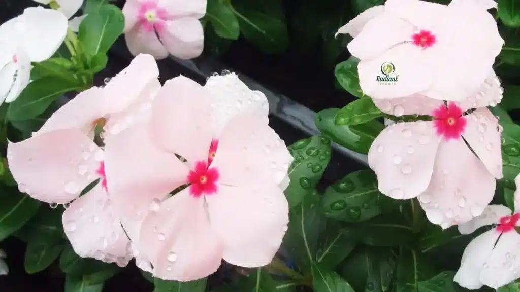 Nicotiana