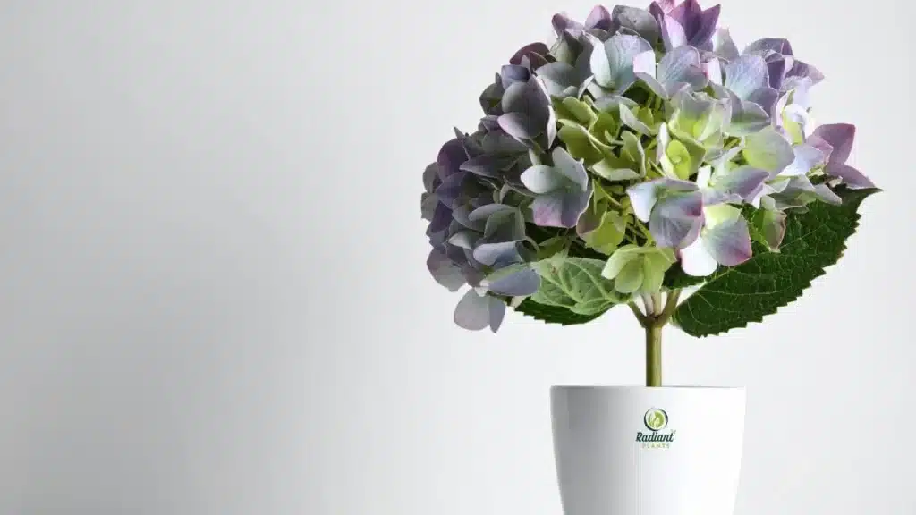 Planting Hydrangeas in Pots