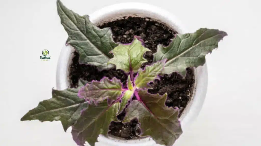 Healthy Purple Passion Plant in Pot
