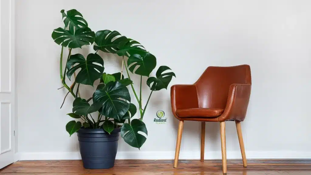 Styling and Indoor Placement Ideas - Monstera deliciosa variety