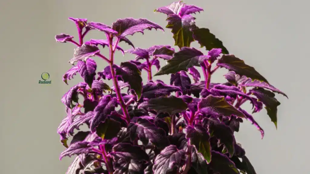 Well-Maintained Purple Passion Houseplant