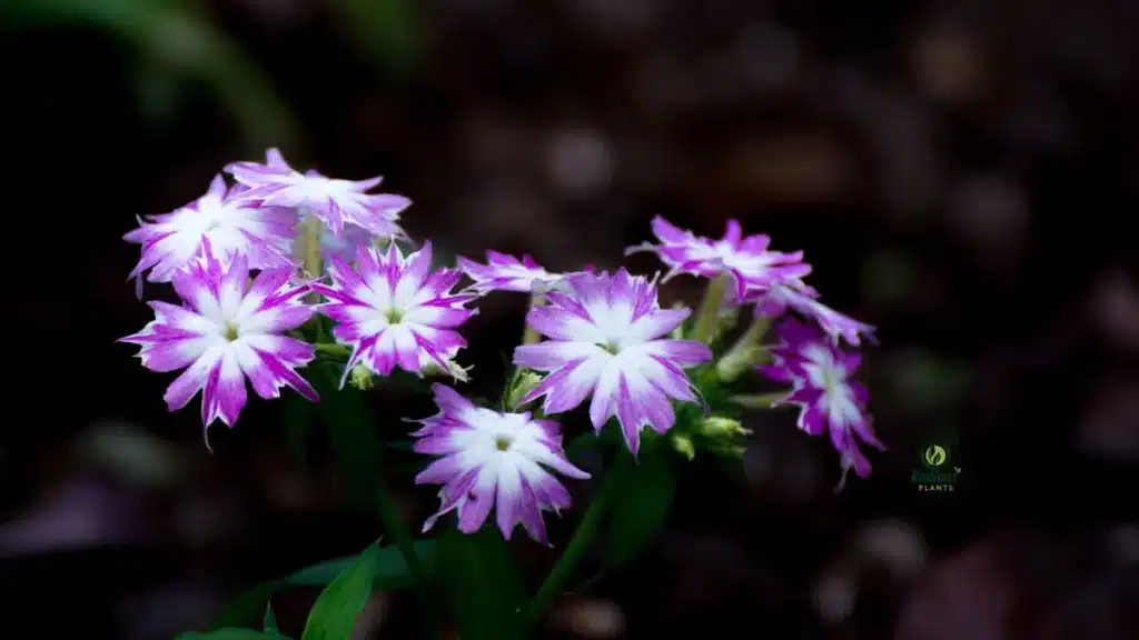 Why Choose Annual Plants for Shady