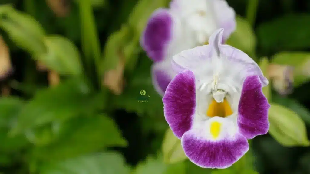 Wishbone Flower