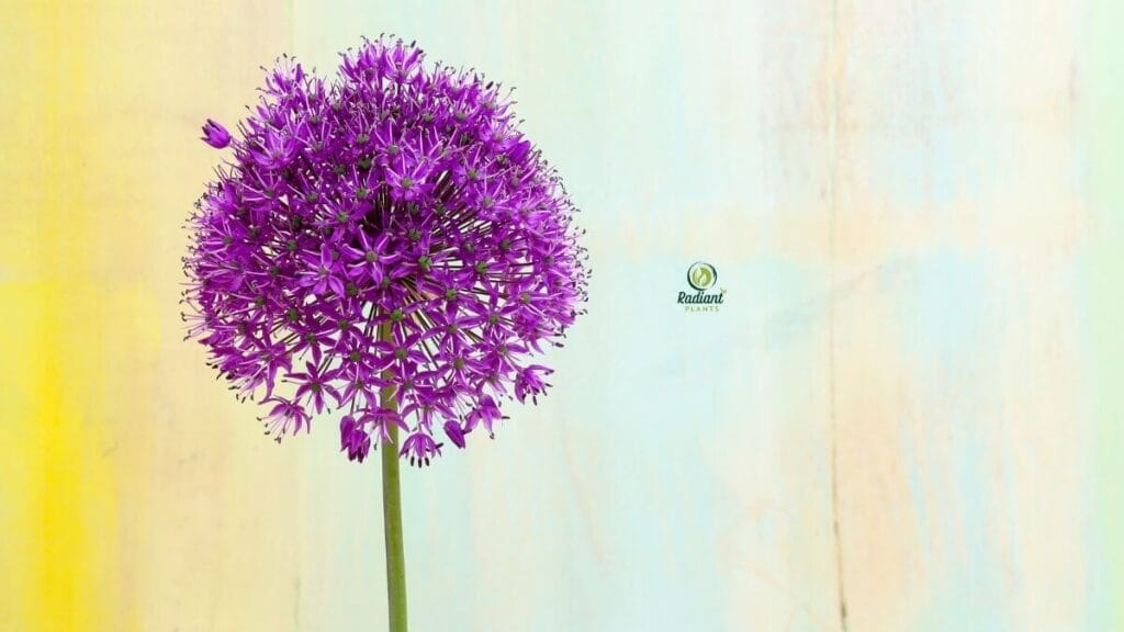 Allium ornamental onion