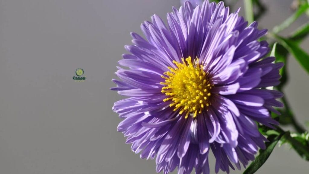 Aster