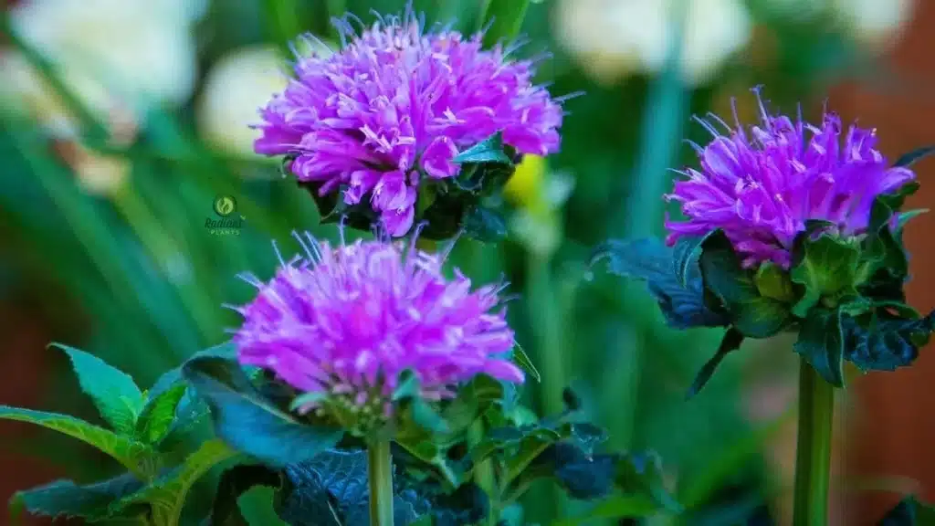 Perennial plant purple flowers growing in part shade near a walkway