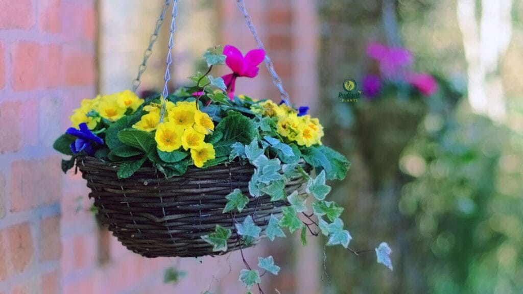 Best Plants in Hanging Baskets for Full Sun