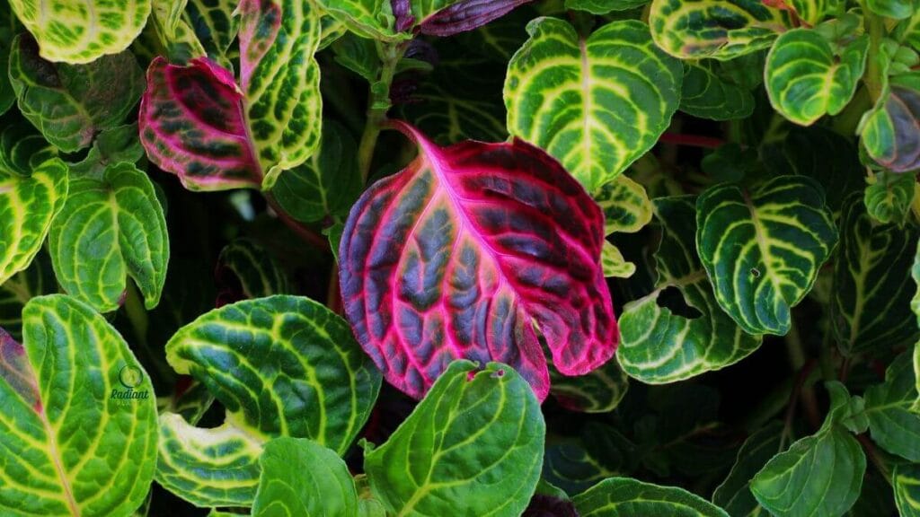 Bloodleaf 
