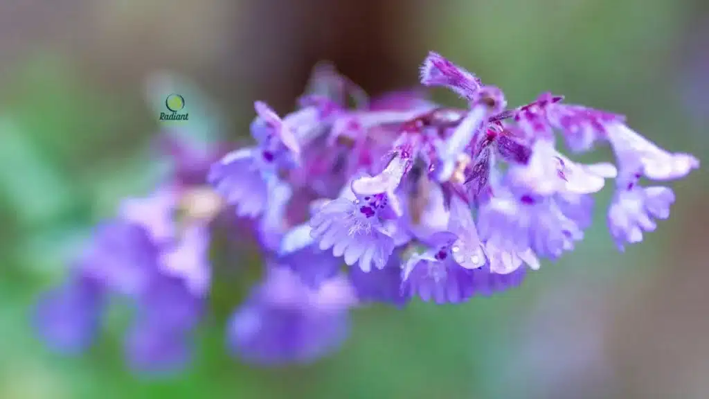 Close-up of perennial plant purple flowers attracting bees and butterflies