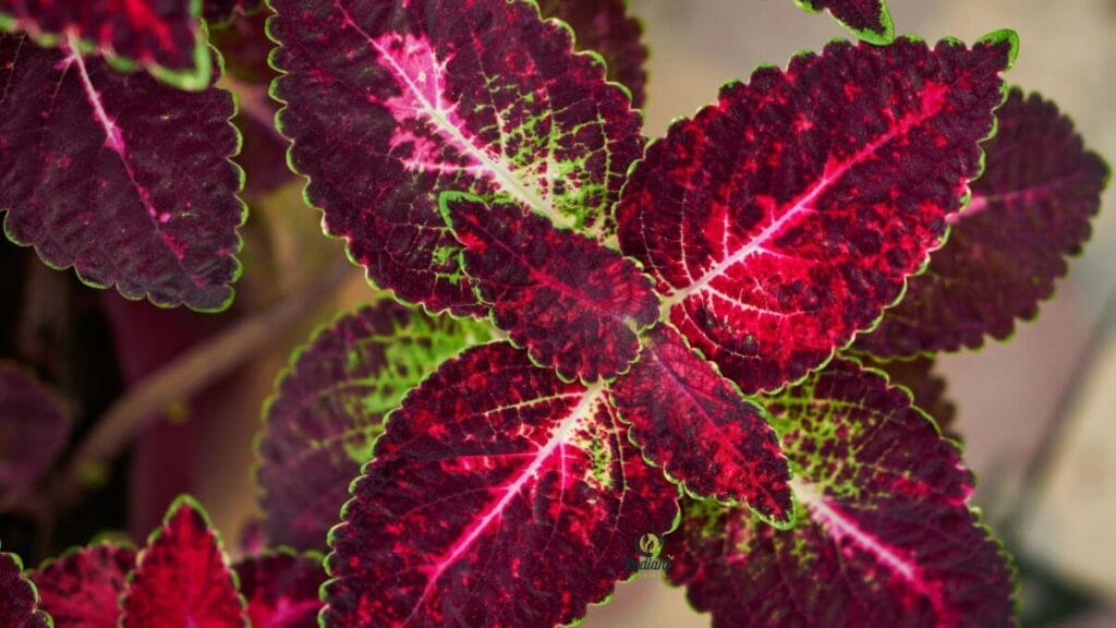 Plant with Purple and Green Leaves — Variegated Pattern Detail