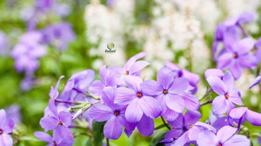 Creeping phlox