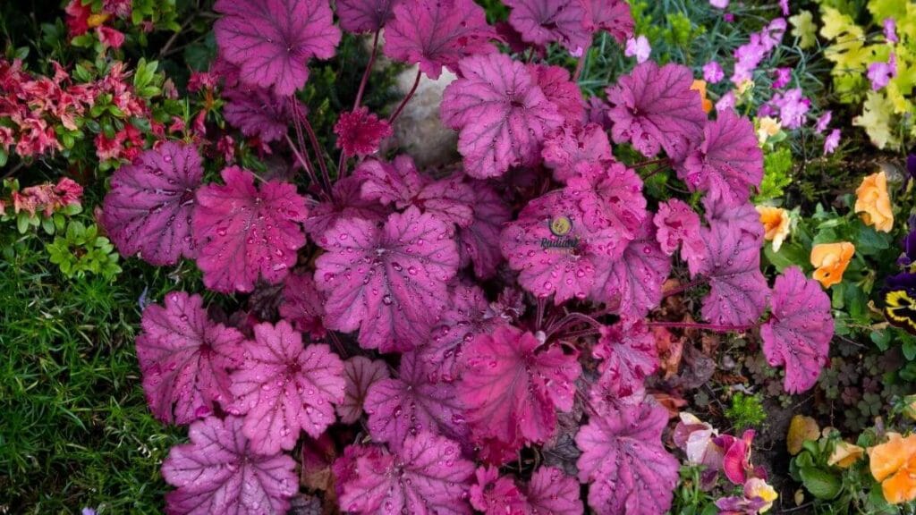 Heuchera