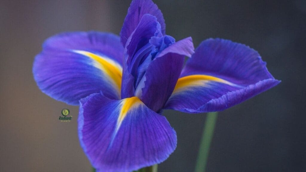 Iris