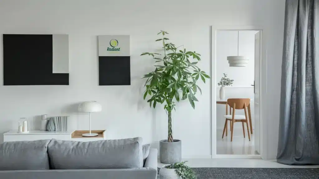 Large Indoor House Plants