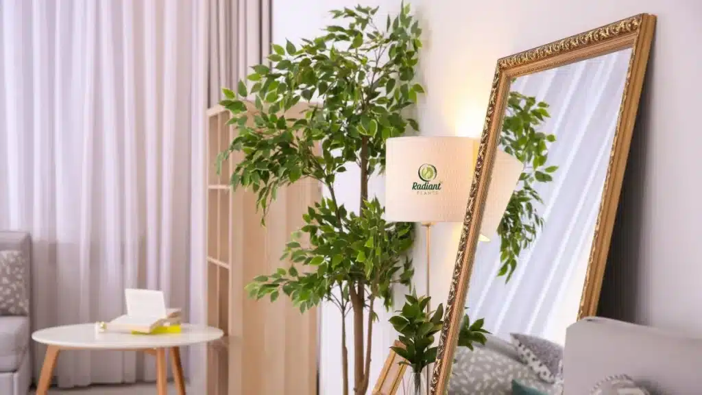 Large indoor house plants size and light placement guide