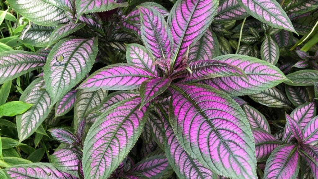 Pet-Safe Plant with Purple and Green Leaves on Plant Stand