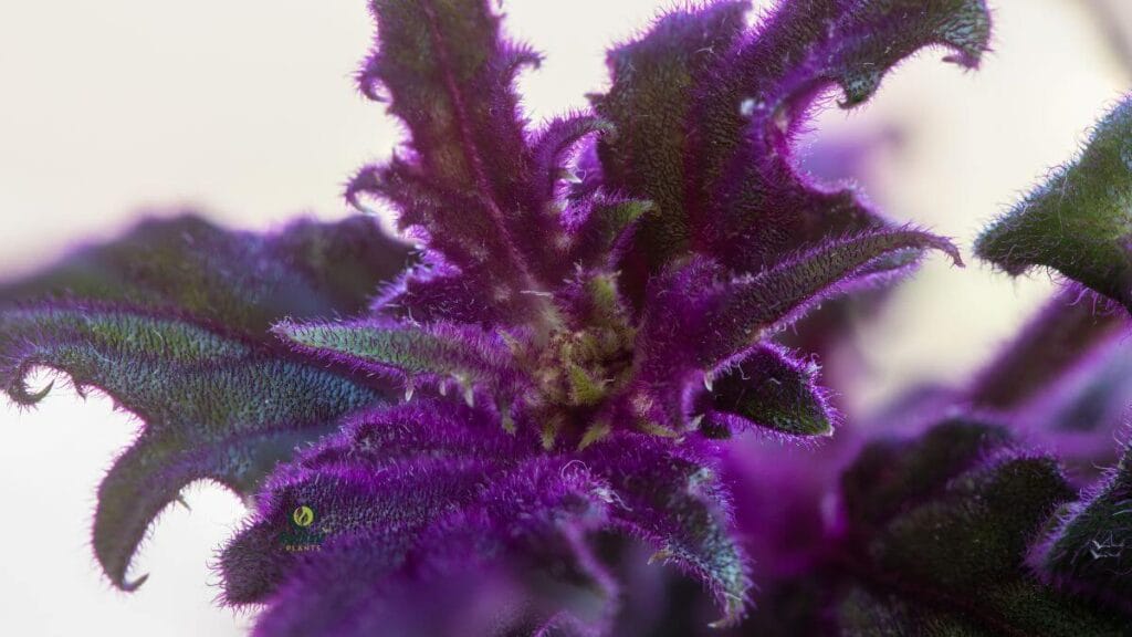 Purple Passion Velvet Plant — Gynura aurantiaca