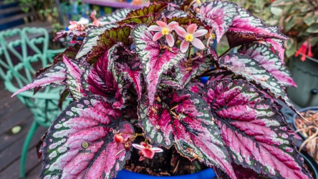 Rex Begonia