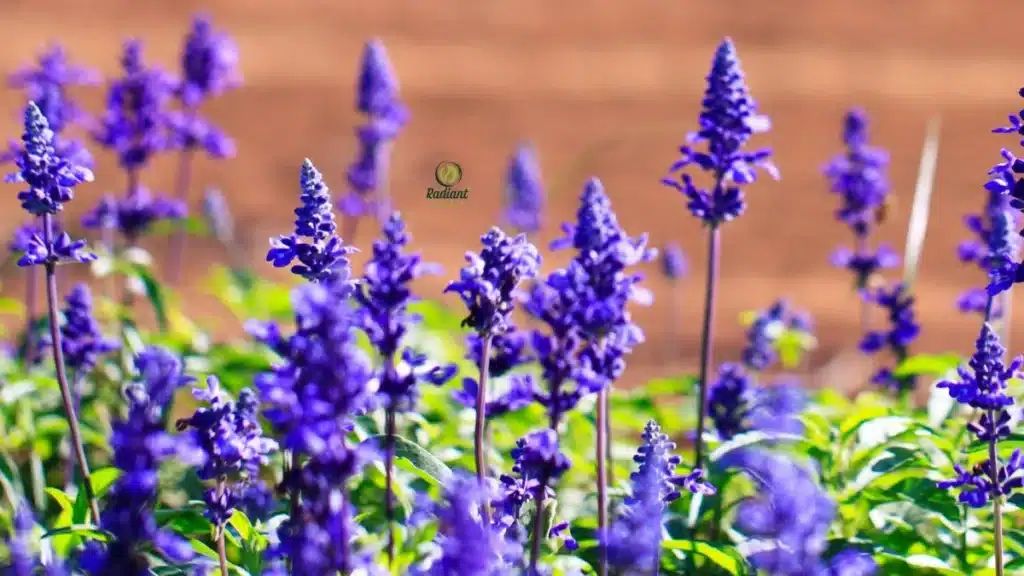 Perennial plant purple flowers with long-lasting summer blooms