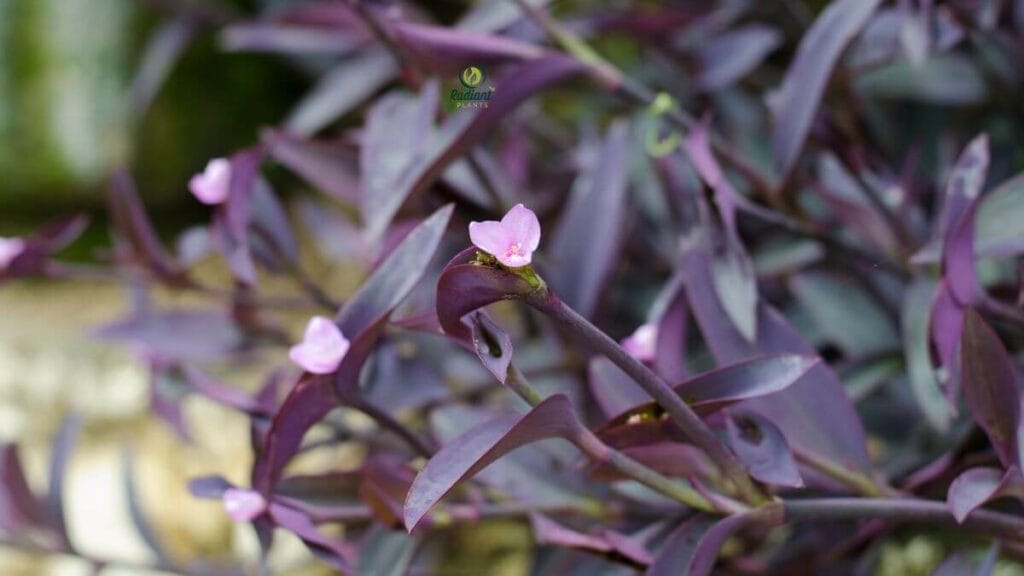 Trailing Plant with Purple and Green Leaves on Shelf
