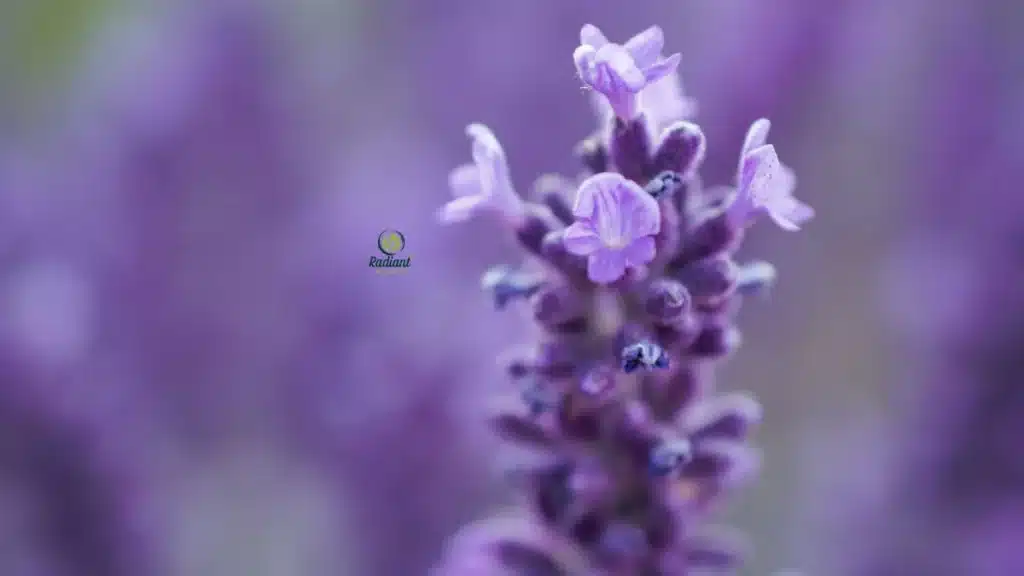 Perennial plant purple flowers blooming in a sunny garden border