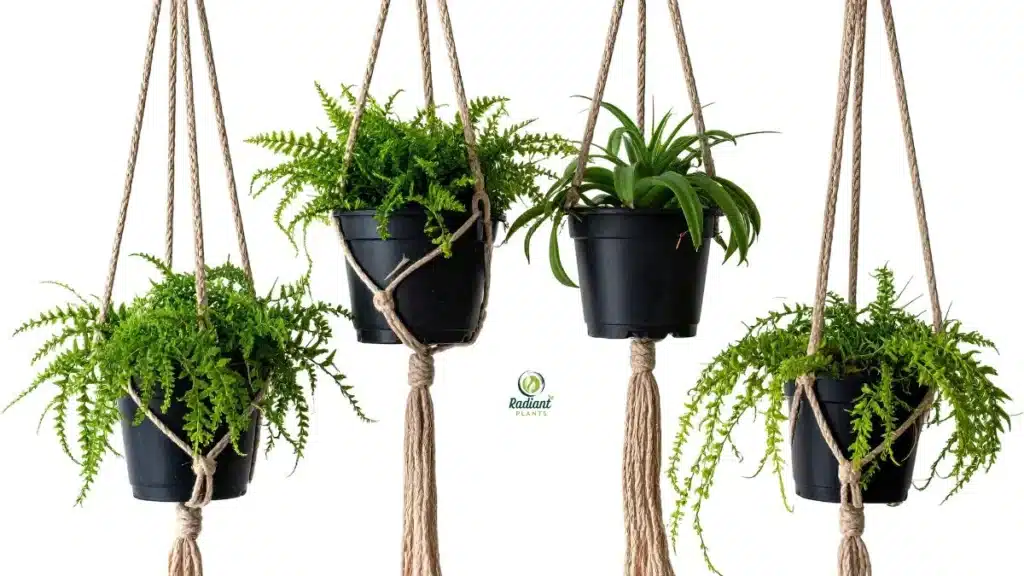 plants for hanging baskets