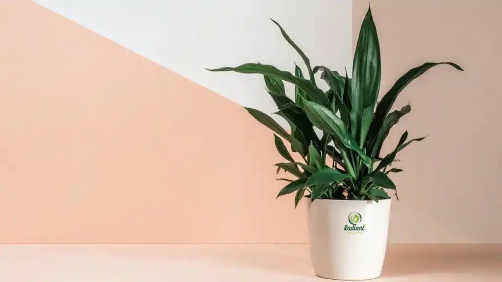 Cast Iron Plant