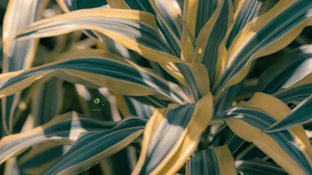 Best window placement for indoor Dracaena based on light direction