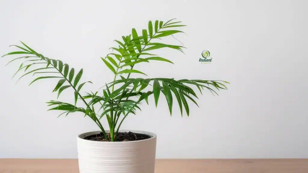 Parlor Palm