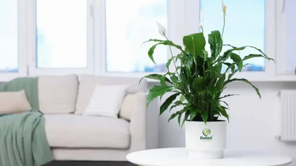 Peace Lily