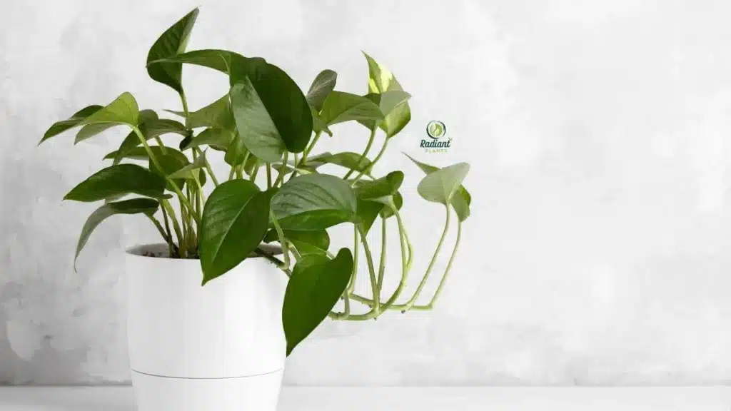 Pothos vine trailing from an office shelf, perfect low light indoor plant