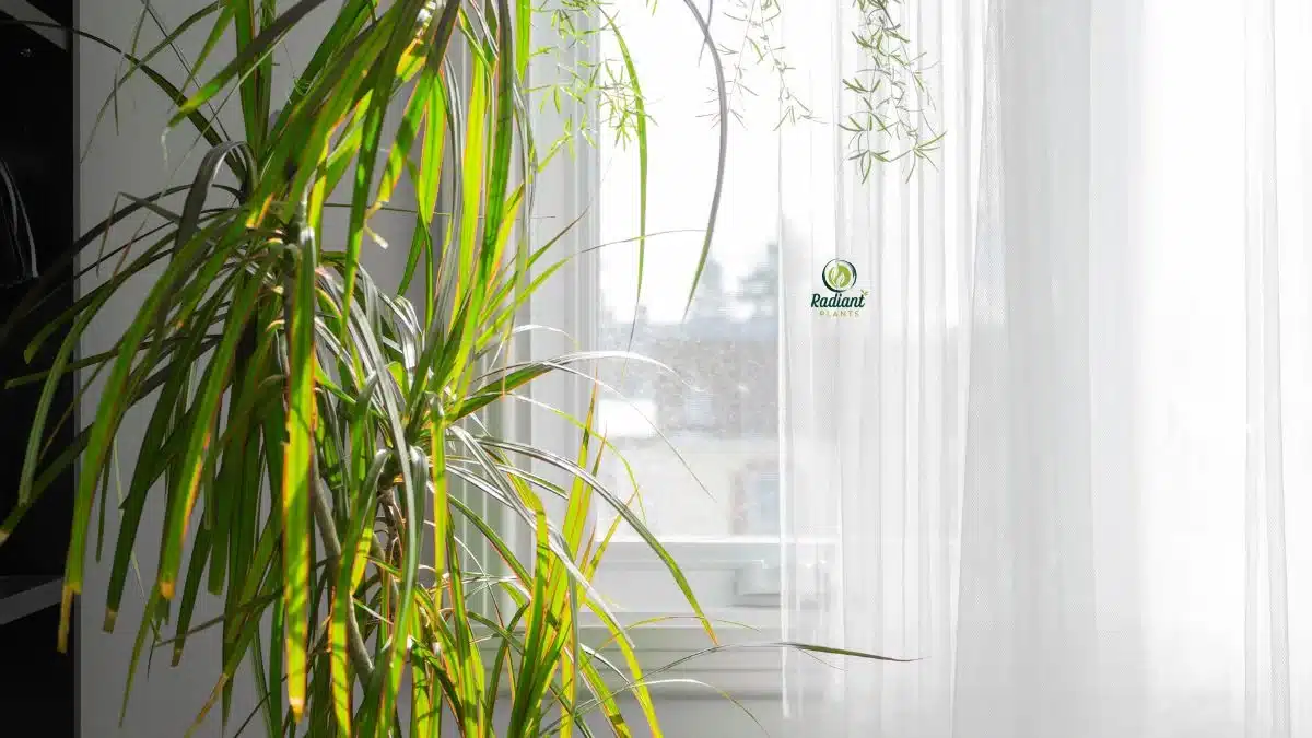 Dracaena
