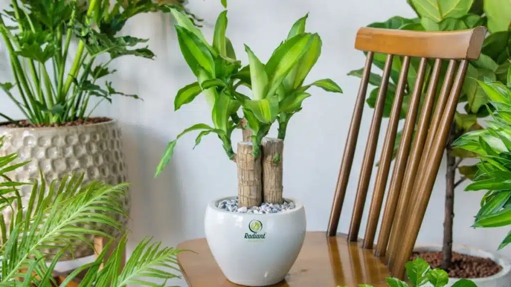Dracaena Fragrans Corn Plant