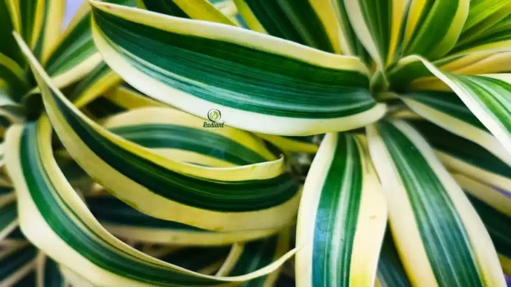 Dracaena Warneckii