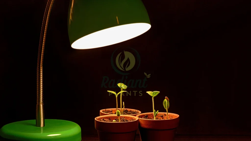Low light indoor plants in a modern apartment living room