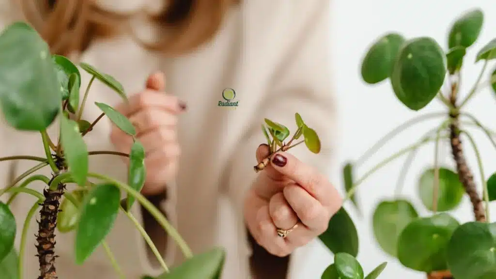identify Plant Diseases Step by Step