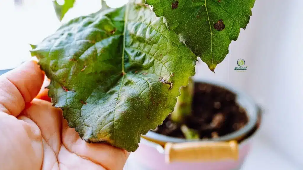 Leaf spot